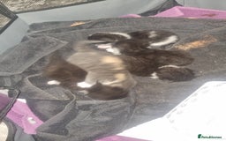 Mixed Breed cats for sale: Kittens for sale beautiful  - Image 9