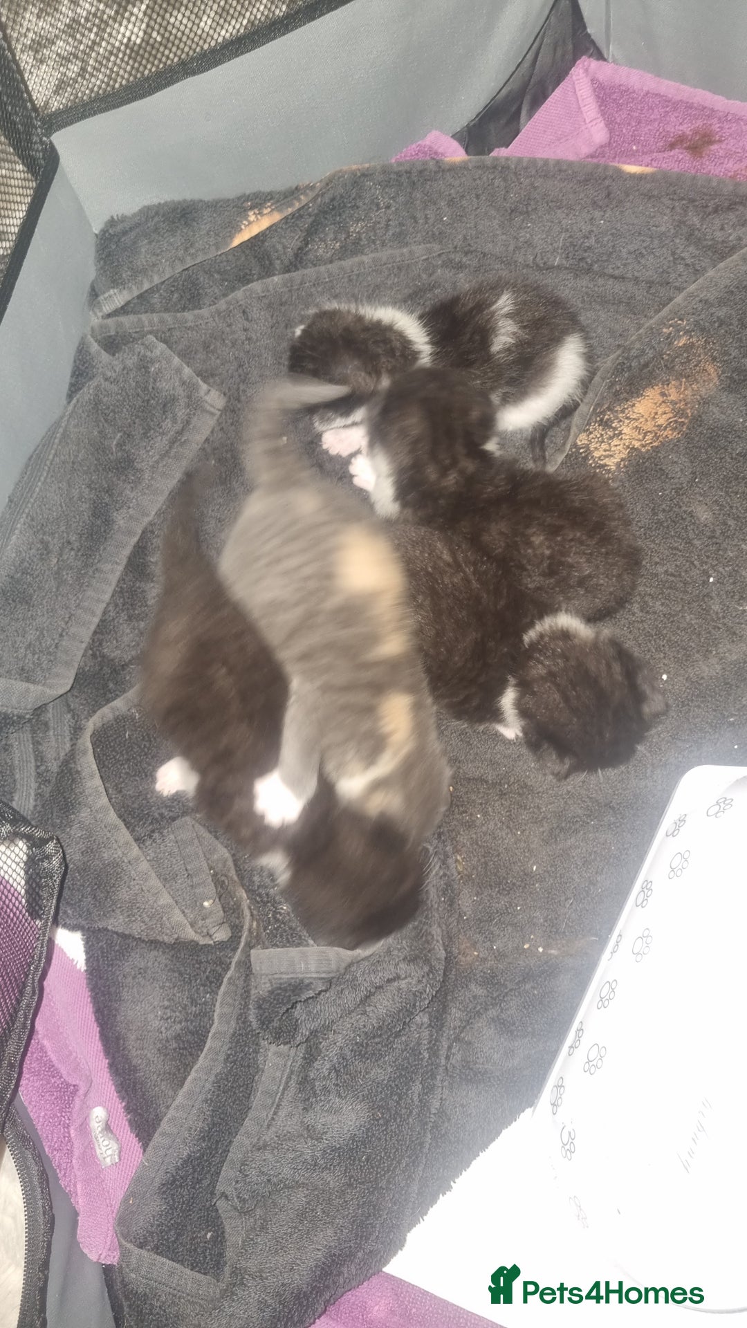 Mixed Breed cats for sale: Kittens for sale beautiful  - Image 9