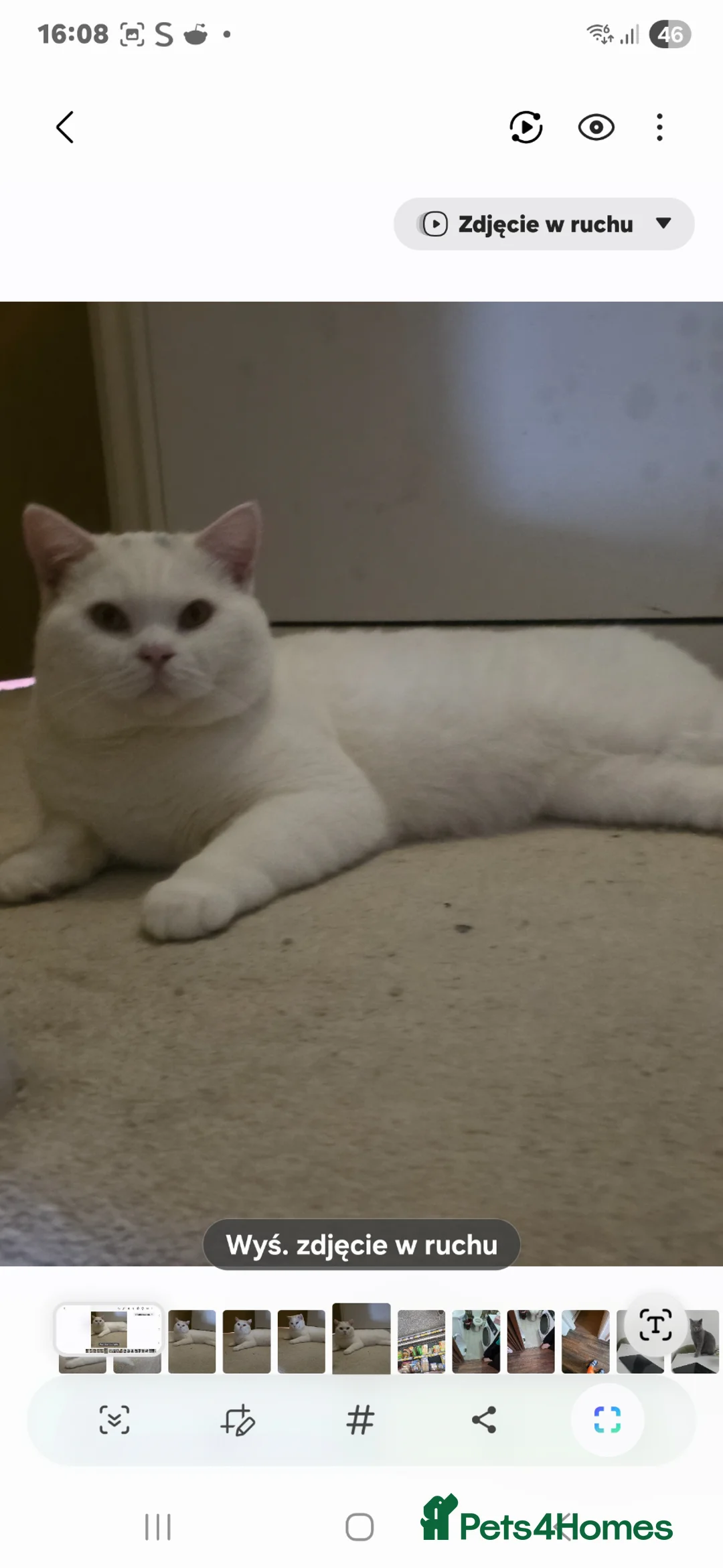 British Shorthair cats for stud: BSH White Boy GCCF registered – proven stud   - Advert 2