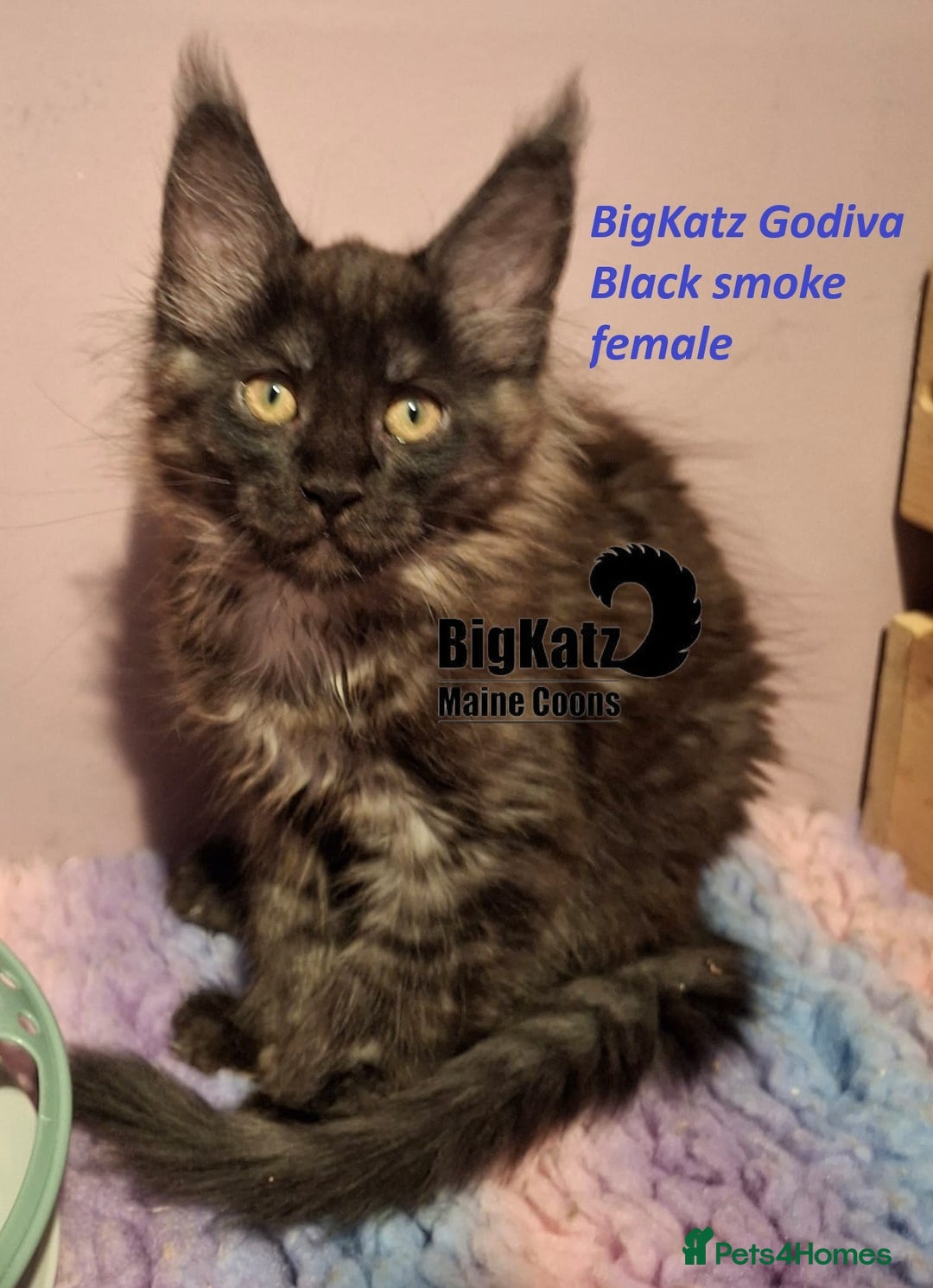 Maine Coon cats for sale: Stunning litter of Maine Coons - ready now! - Image 9