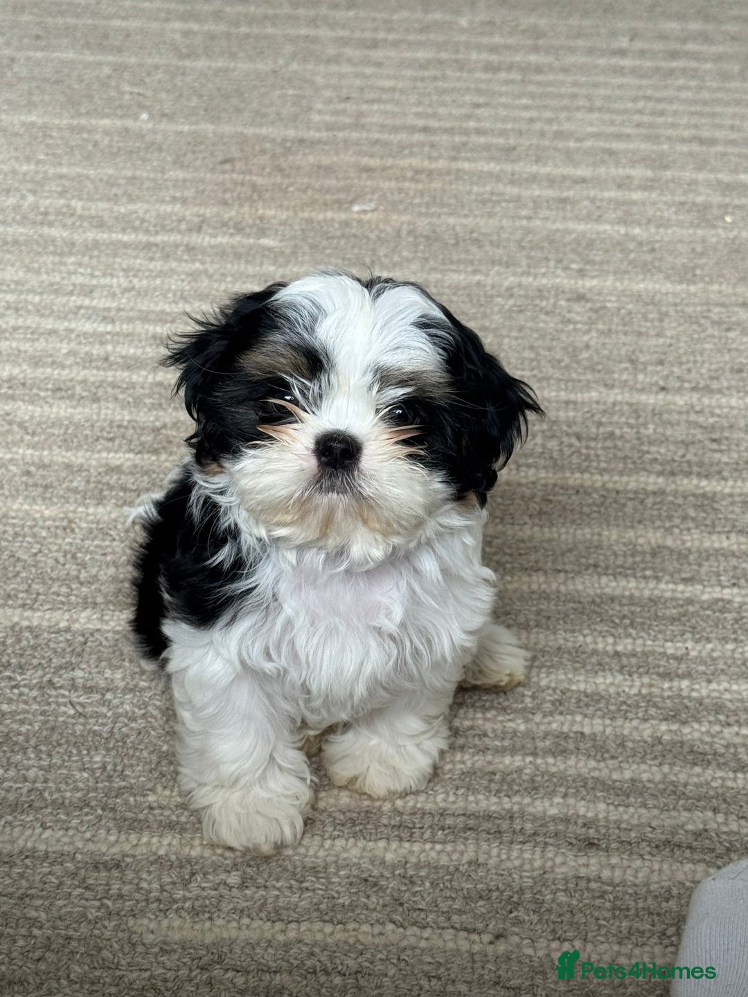 Shih Tzu dogs for sale: LAST BOY LEFT Imperial shih tzu dobies - Image 2