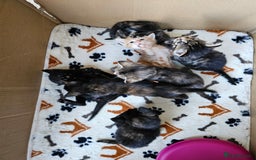 Savannah cats for sale: Beautiful Savanah  - Advert 3