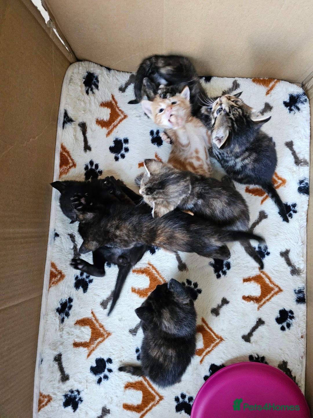 Savannah cats for sale: Beautiful Savanah  - Advert 3