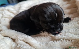 Cane Corso dogs for sale: Cane corso puppies  - Image 9