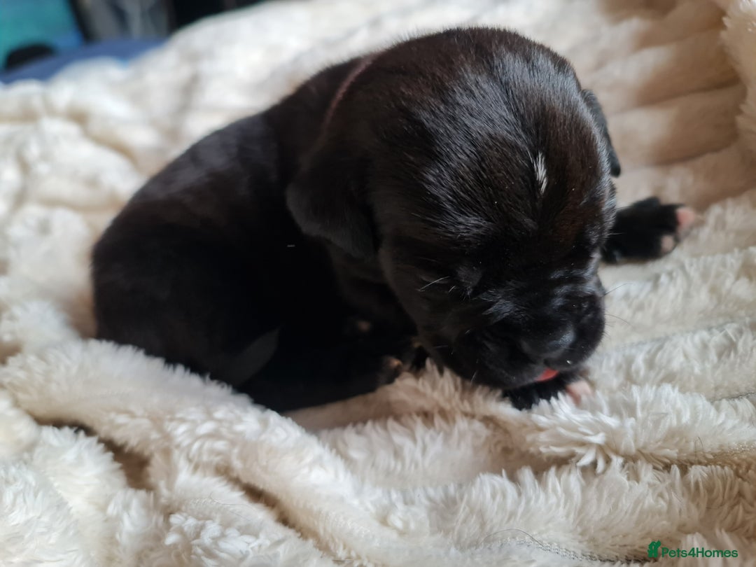 Cane Corso dogs for sale: Cane corso puppies  - Image 9
