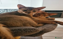 Abyssinian cats for sale: Abisinian kittens  - Image 13