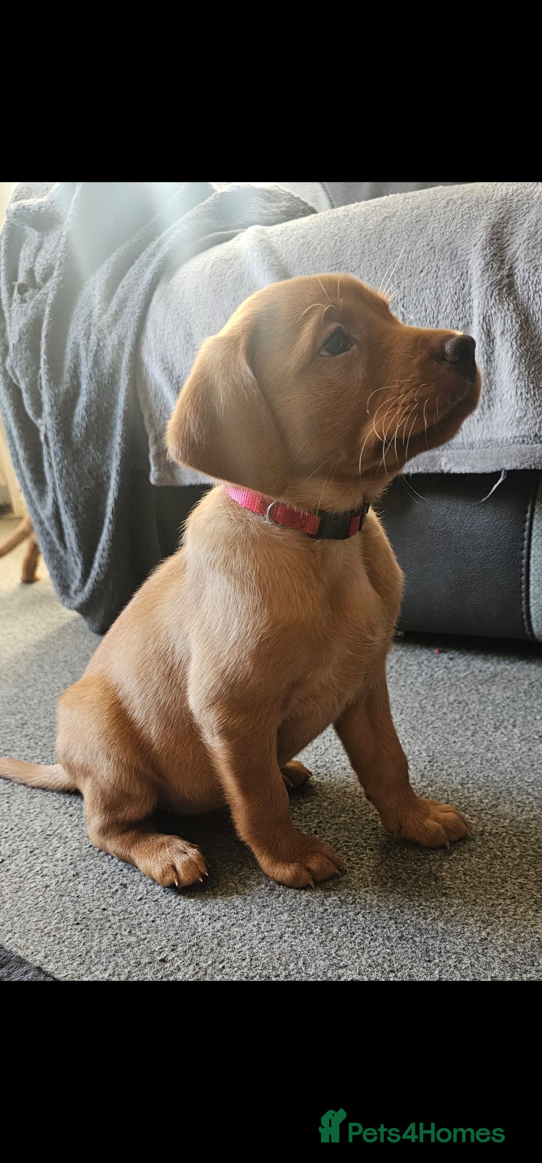 Labrador Retriever dogs KC Registered Fox Red Labrador Puppys - Advert 5