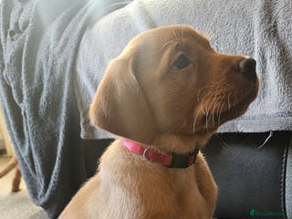 Labrador Retriever dogs KC Registered Fox Red Labrador Puppys - Advert 4