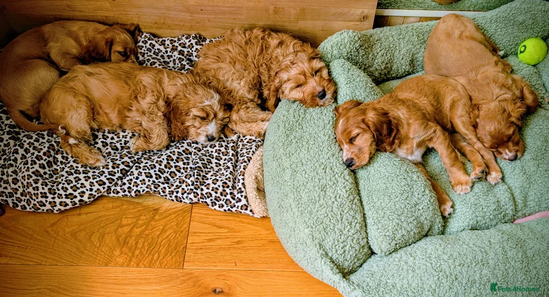 Mixed Breed dogs for sale: Cockapoo and Cavalier King Charles Spaniel mix - Advert 2