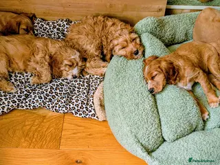 Mixed Breed dogs Cockapoo and Cavalier King Charles Spaniel mix - Advert 2