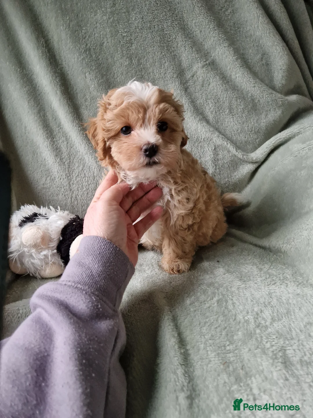 Maltipoo dogs for sale: Absolutely stunning maltipoo puppies  - Advert 9