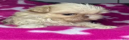 Shih Tzu dogs for sale: Tiny imperial shihtzu puppies - Advert 4
