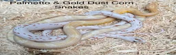 Snake reptiles for sale: Mixed Snakes - Advert 12