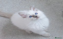 Ragdoll cats for sale: RAGDOLL KITTENS registered in Manchester - Image 1