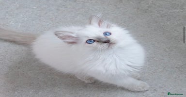 Ragdoll cats in Manchester - Advert 6