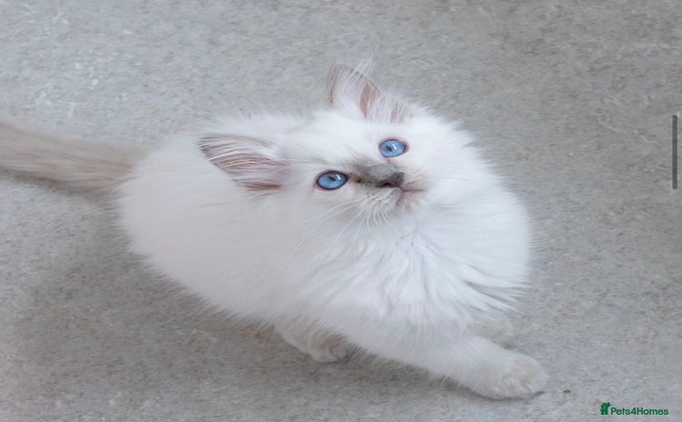 Ragdoll cats in Manchester - Advert 10