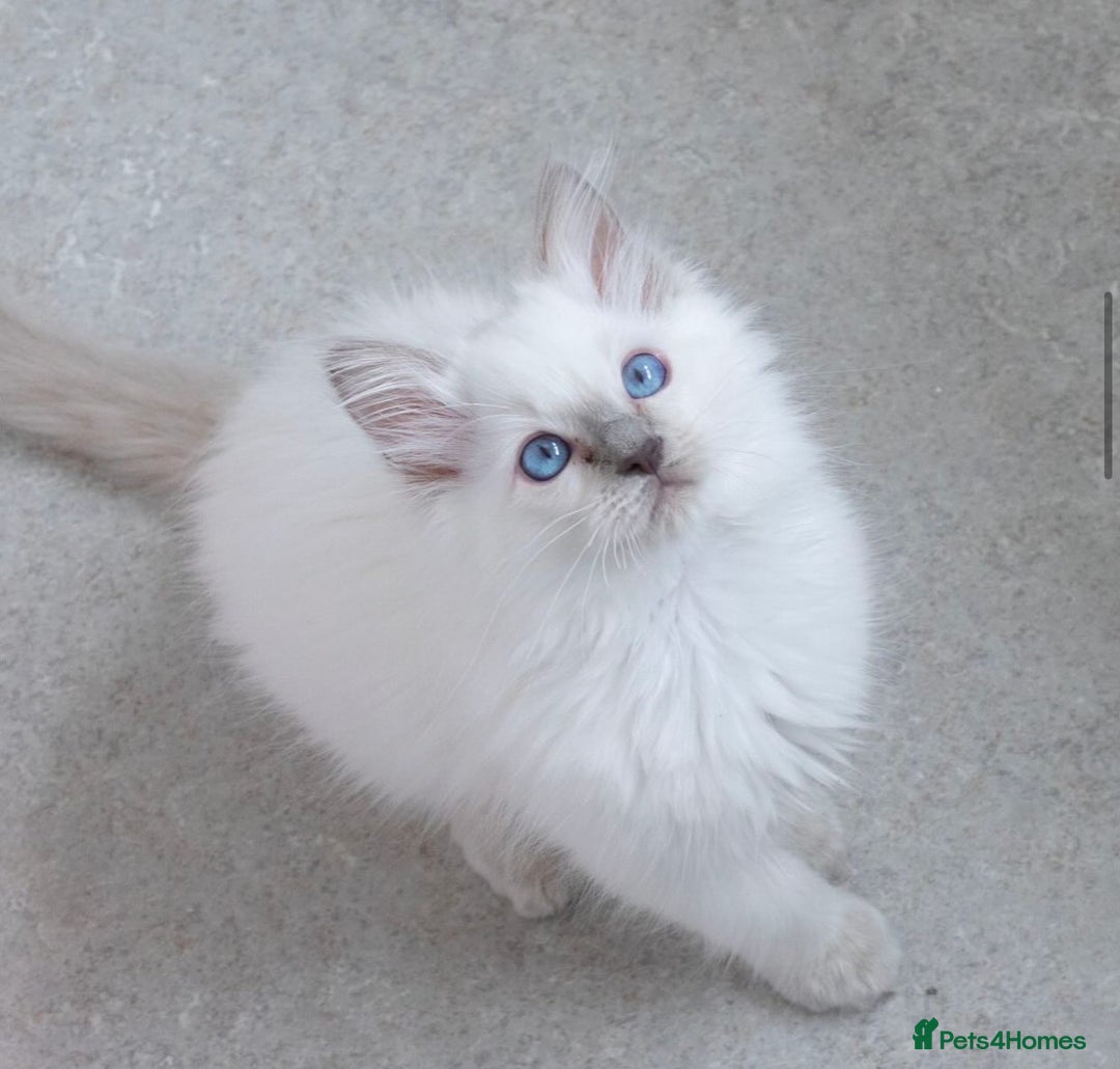 Ragdoll cats for sale: RAGDOLL KITTENS registered in Manchester - Image 1