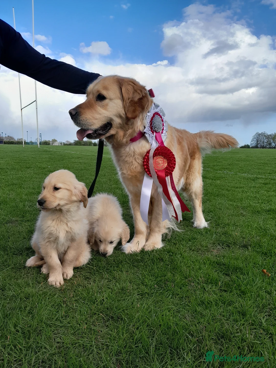 Golden Retriever dogs for sale: Show quality golden retriever puppies  in Harlow - Advert 2