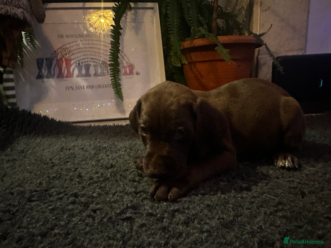 German Shorthaired Pointer dogs for sale: German shorthaired pointer pups - Advert 4