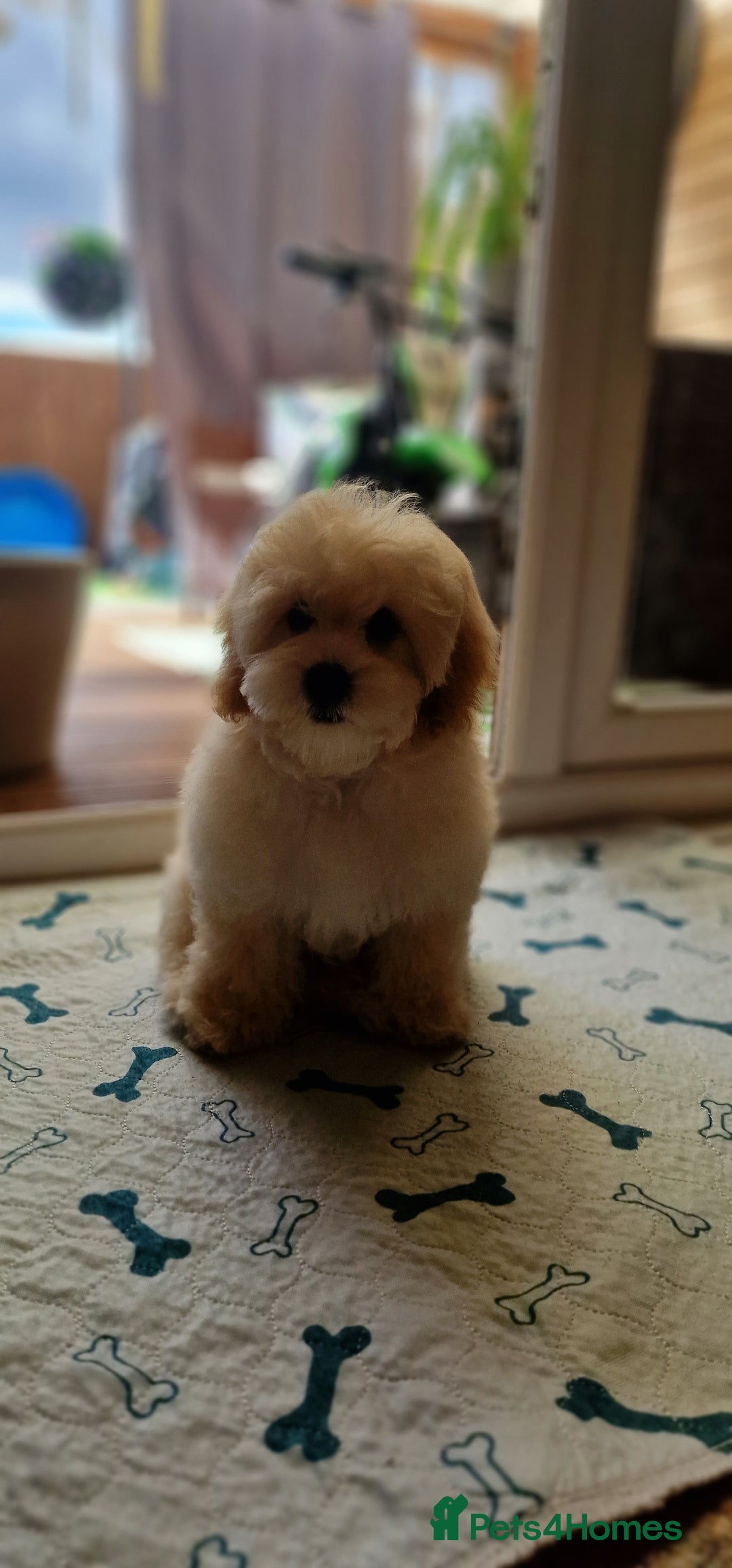 Maltipoo dogs for sale: Korean x toy maltipoo LAST BOY available  - Image 17