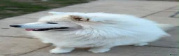 Samoyed dogs for sale: 🤍 Beautiful Male Samoyed 🤍 in Felixstowe - Advert 3