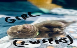 Labrador Retriever dogs for sale: UPDATE-GORGEOUS PUPS ARE HERE!  - Image 14