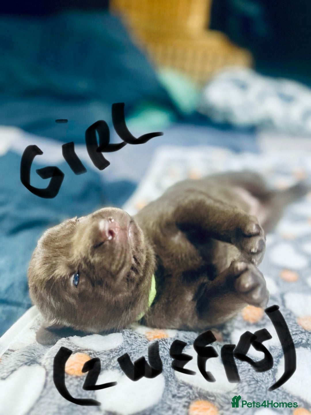 Labrador Retriever dogs for sale: UPDATE-GORGEOUS PUPS ARE HERE!  - Image 14