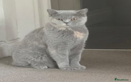 British Shorthair cats for sale: Meet Your Next Cuddle Buddy —  British Shorthair - Image 7