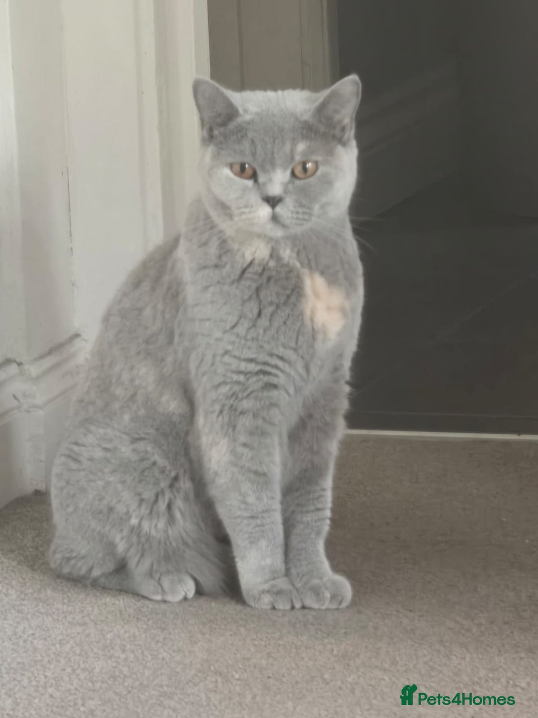 British Shorthair cats for sale: Meet Your Next Cuddle Buddy —  British Shorthair - Image 7
