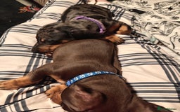 Miniature Dachshund dogs for sale: READY TO GO 1 CHOC BOY LEFT  - Image 6