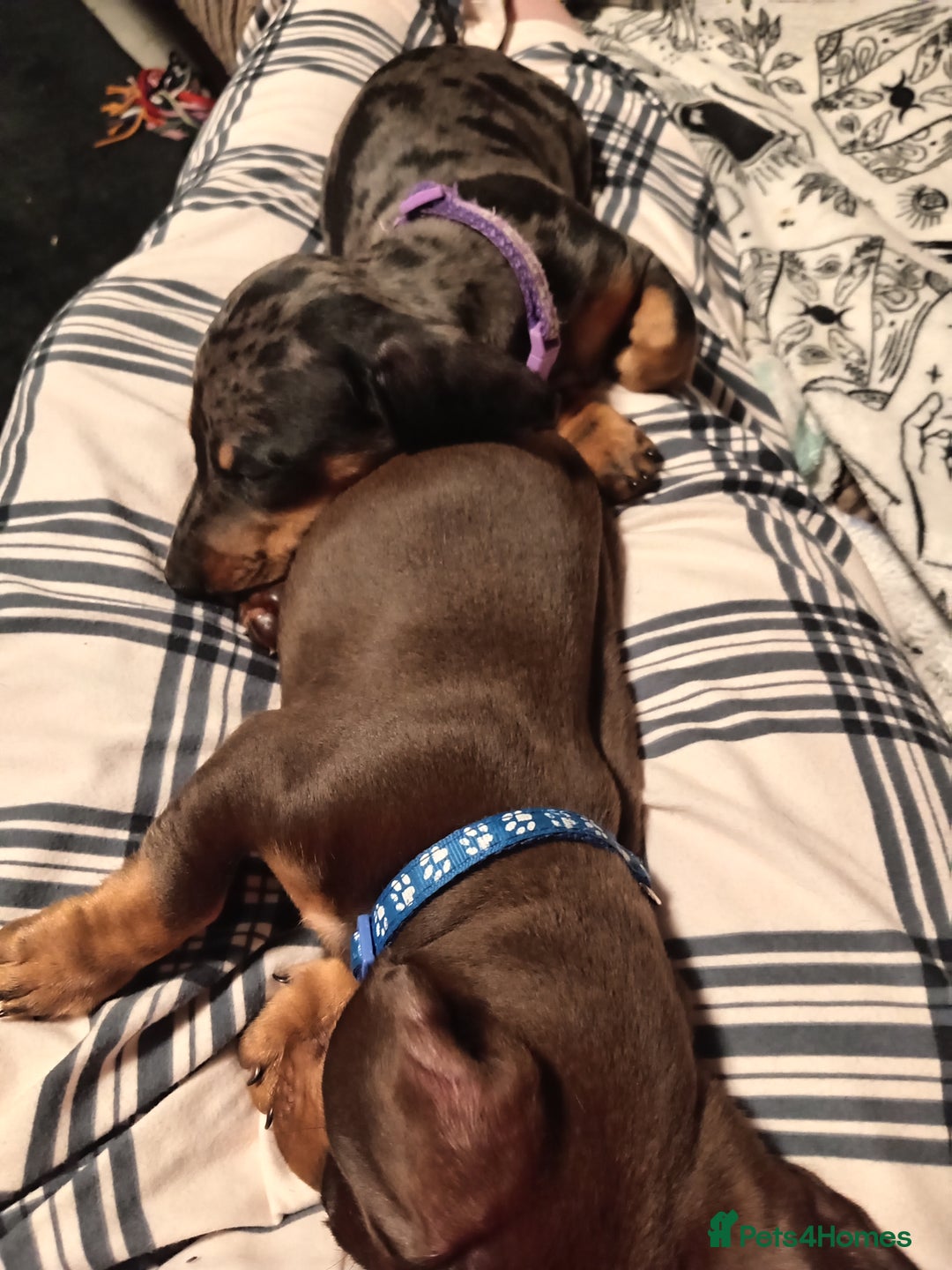 Miniature Dachshund dogs for sale: READY TO GO 1 CHOC BOY LEFT  - Image 6