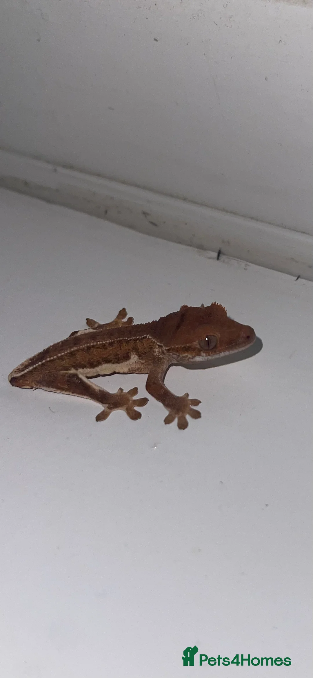 Gecko reptiles for sale: 3 red phantom Lilly white for sale  - Advert 5