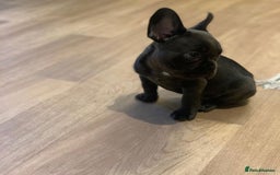 French Bulldog dogs for sale: 💙🩷Stunning French Bulldog Puppies🐾💙🩷 - Image 4