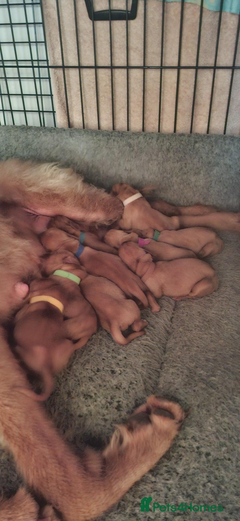 Hungarian Vizsla dogs 11 amazing wire haired vizsla puppies - Advert 4