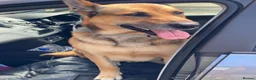 Mixed Breed dogs for stud: Stunning Belgian Malinois x White German Shepherd  - Advert 3