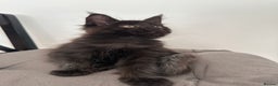 Maine Coon cats for sale: XXL CHAMPION RUSSIAN LINE.MAINE COON KITTENS - Advert 19