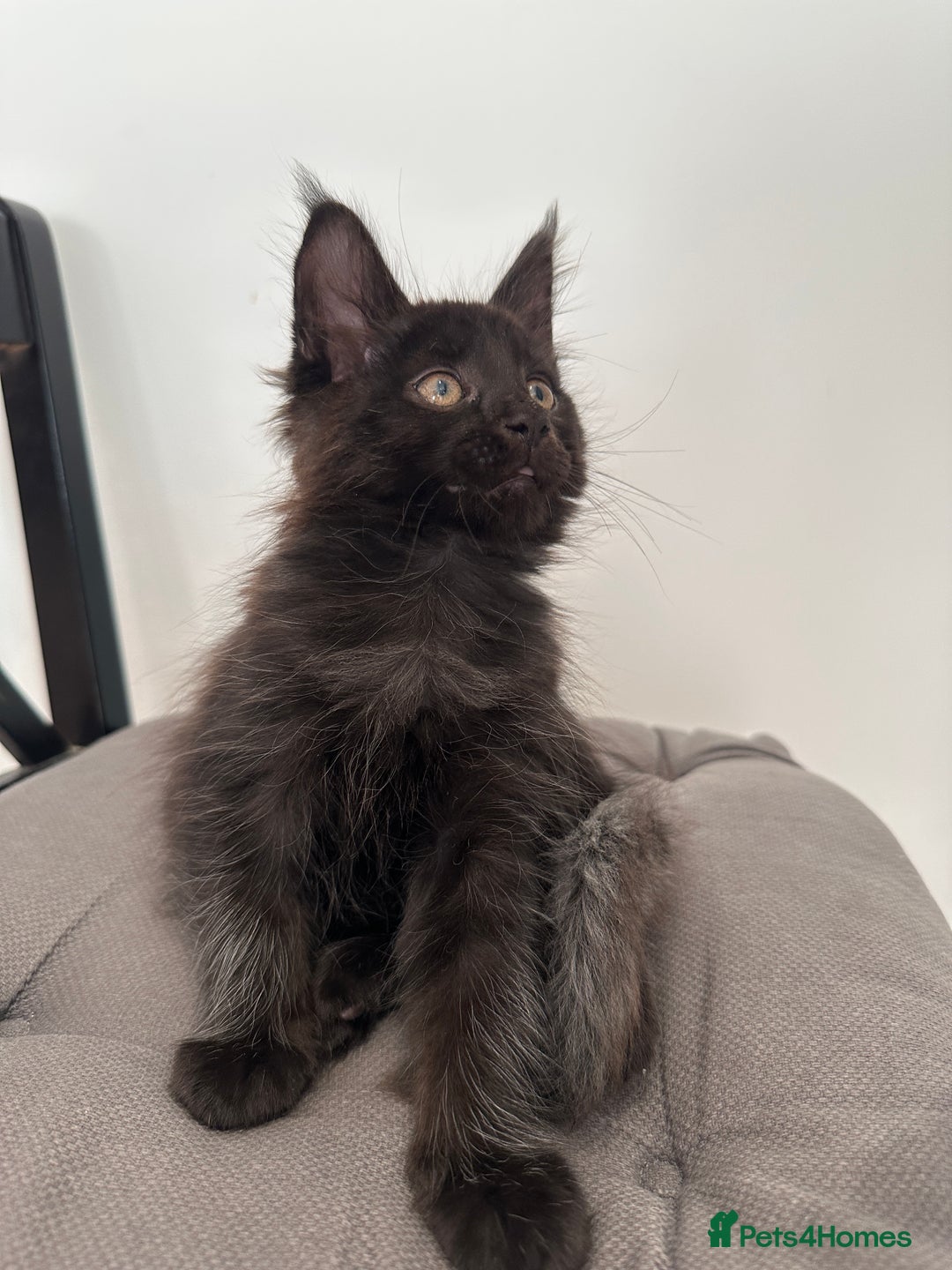 Maine Coon cats for sale: XXL CHAMPION RUSSIAN LINE.MAINE COON KITTENS - Advert 19