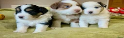 Australian Shepherd dogs for sale: Rare Mini Australian Shepherd puppies- show line. - Advert 9