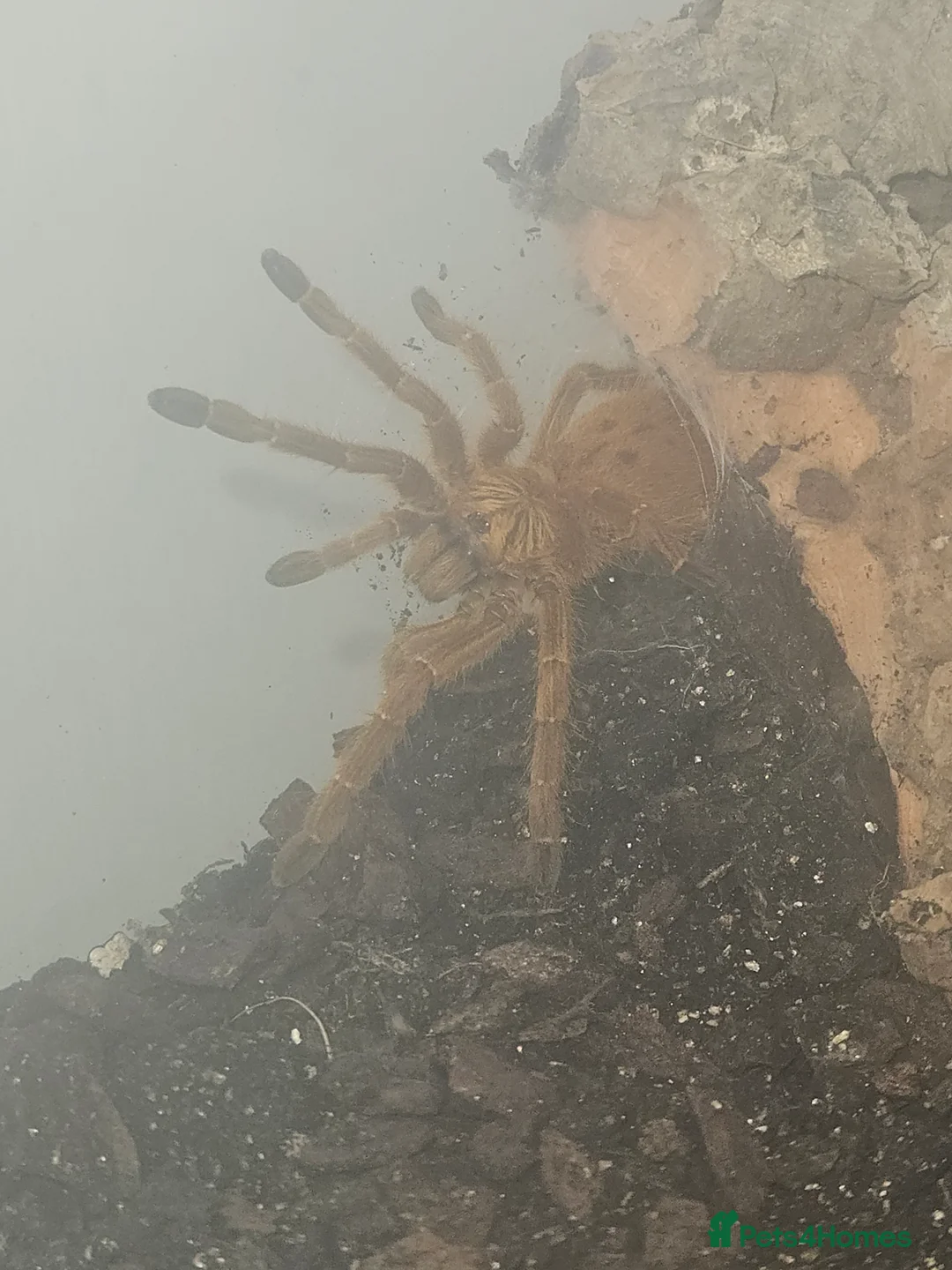 Spiders invertebrates for sale: Females and mature male  in Wolverhampton - Advert 9