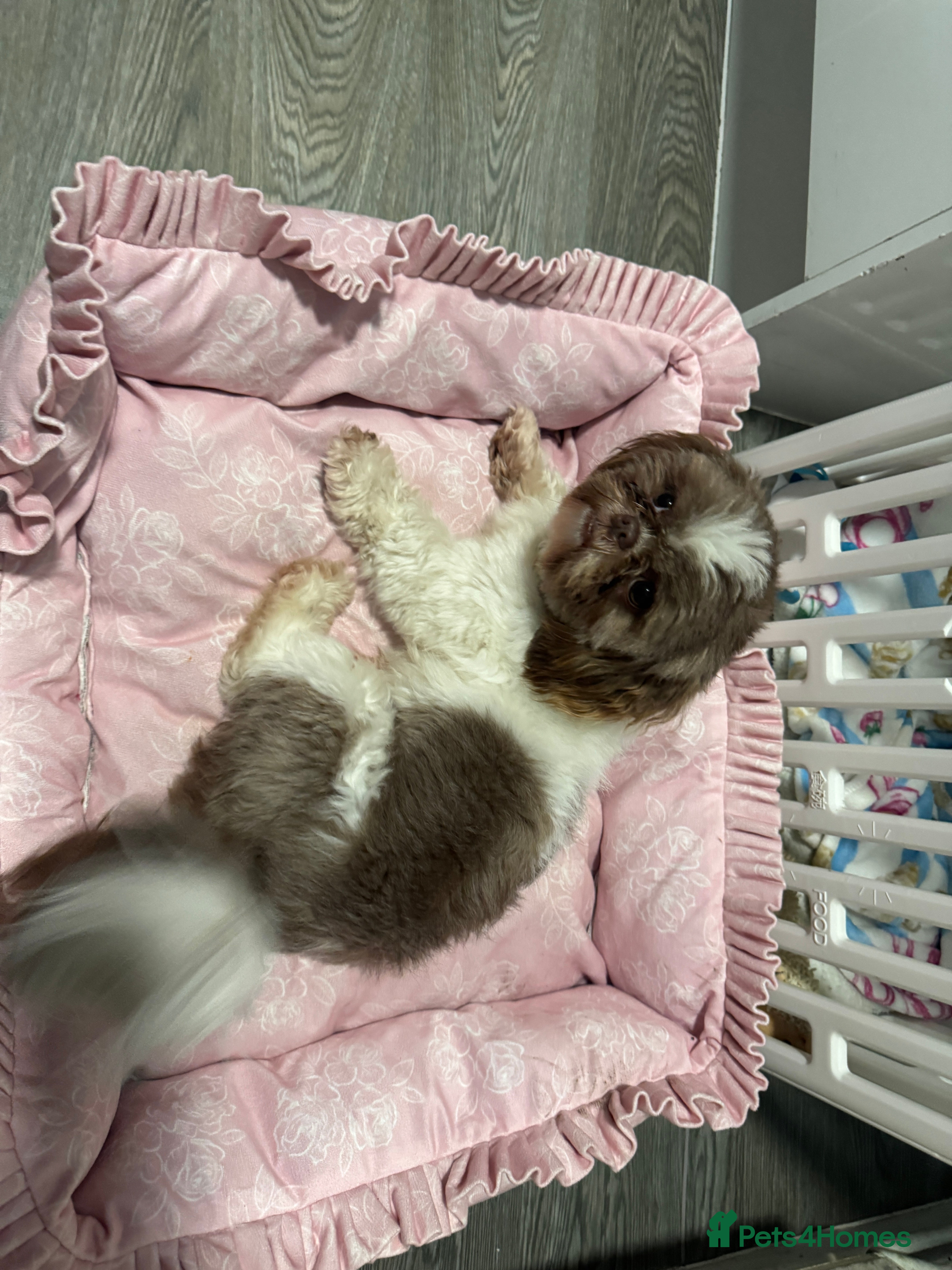 Mixed Breed dogs Lovely girl Elsie looking for home - Advert 10