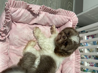 Mixed Breed dogs Lovely girl Elsie looking for home - Advert 2