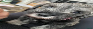 Miniature Schnauzer Puppy 5