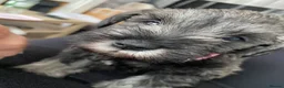 Miniature Schnauzer dogs for sale:  Miniature Schnauzer Puppies – Ready from 25th May - Advert 23