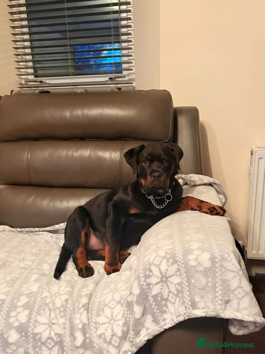 Rottweiler dogs for stud: Proven Health Tested Rottweiler Stud in Arrochar - Advert 10