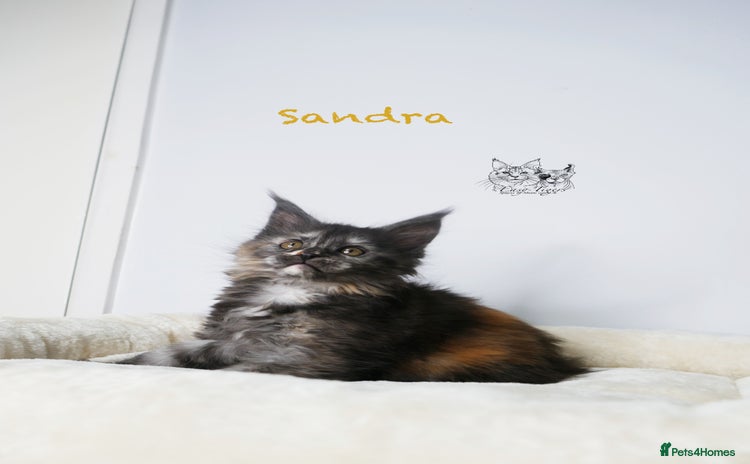 Maine Coon cats - Advert 3
