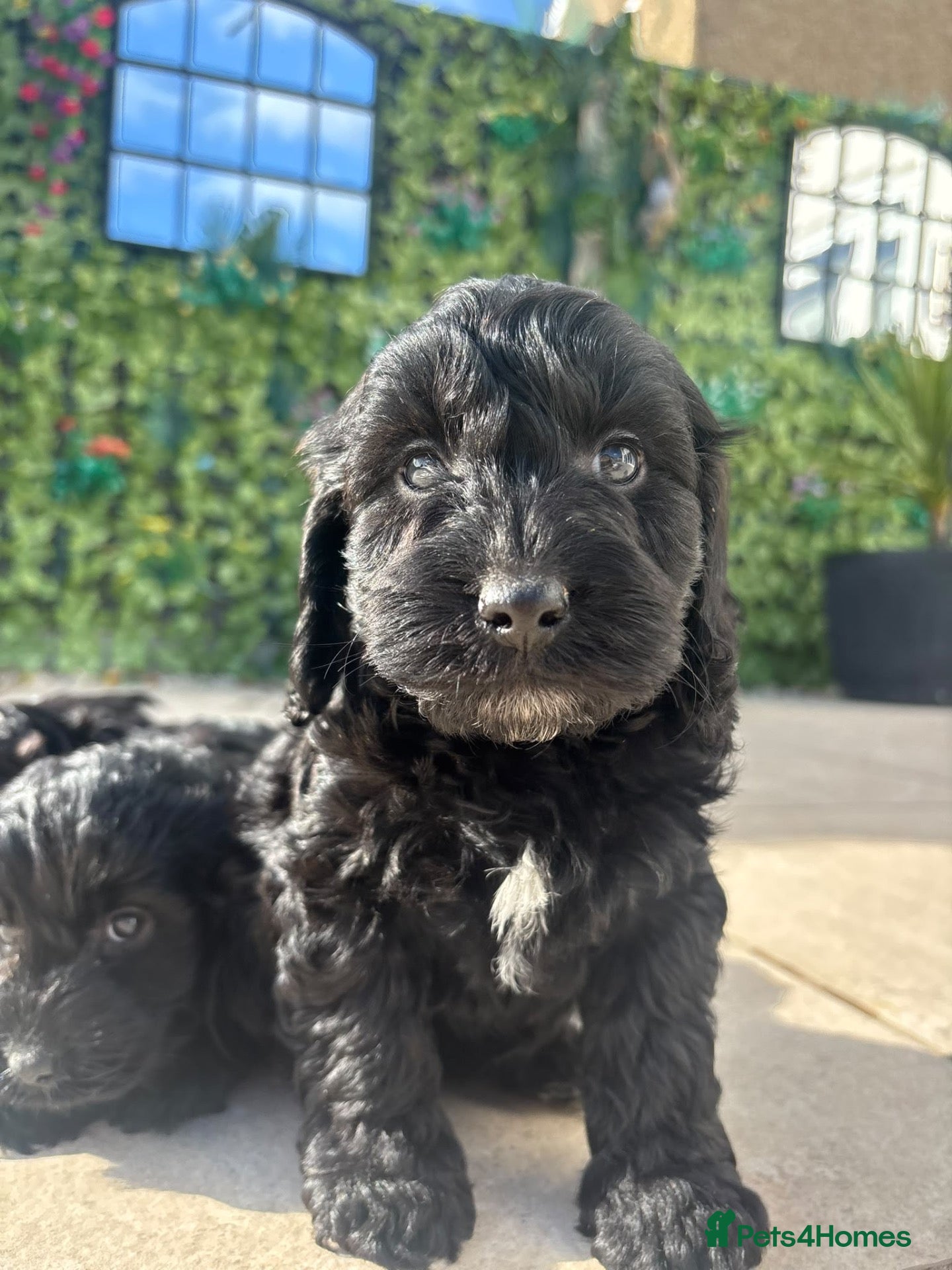 Cockapoo dogs for sale: F1 Toy Cockapoo Puppies *READY NEXT WEEKEND* - Advert 1
