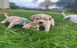 Cocker Spaniel dogs for sale: READY SOON! Working Cocker Spaniel mix Puppies  - Image 17