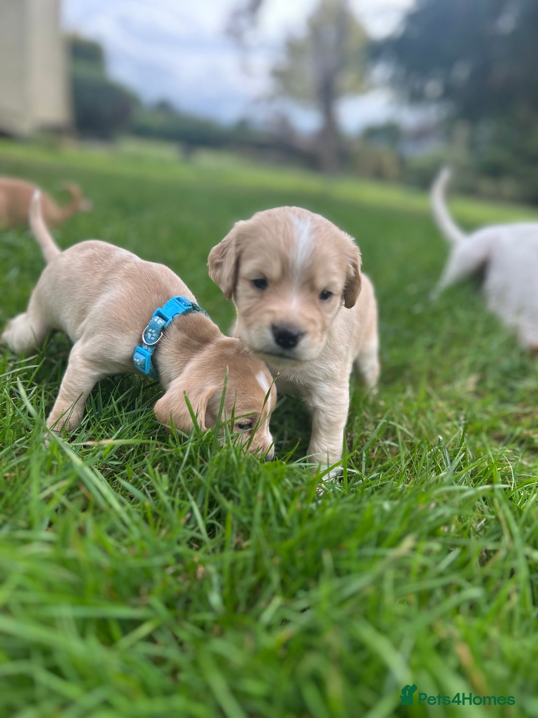 Cocker Spaniel dogs for sale: READY SOON! Working Cocker Spaniel mix Puppies  - Image 17