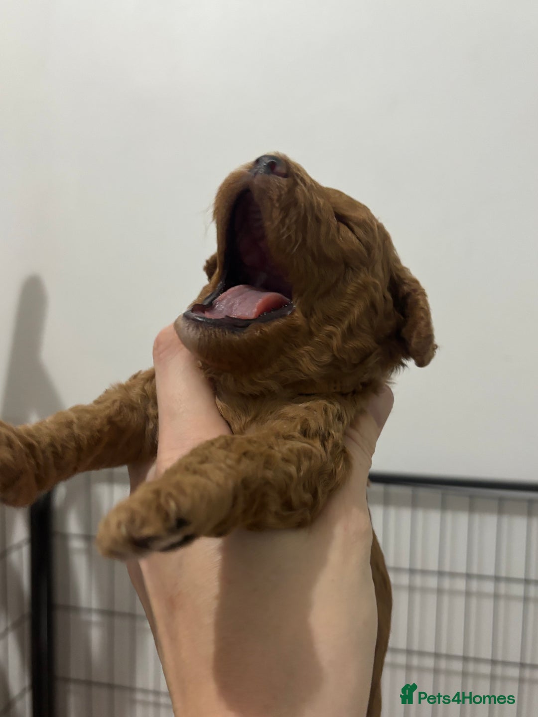 Cockapoo dogs for sale: Red cockapoo pups 😍 3 weeks old almost  - Advert 11