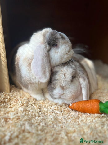 Mini Lop rabbits - Advert 8